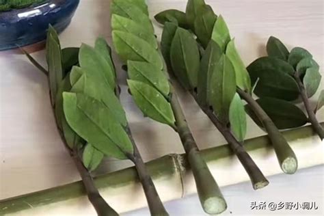 金錢樹 繁殖